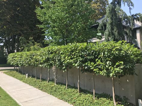 Portuguese Laurel Hedge, French Landscaping, Portuguese Laurel, Japanese Garden Backyard, Laurel Hedge, Laurel Tree, Garden Hedges, Thatched House, Landscape Plants