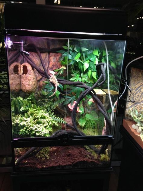 Crested Gecko Terrarium Size & Cohabitation Notes | ReptiFiles Chinese Water Dragon Enclosure, Water Dragon Enclosure, Crested Gecko Vivarium, Crested Gecko Habitat, Gecko Cage, Crested Gecko Care, Gecko Vivarium, Dragon Terrarium, Lizard Terrarium