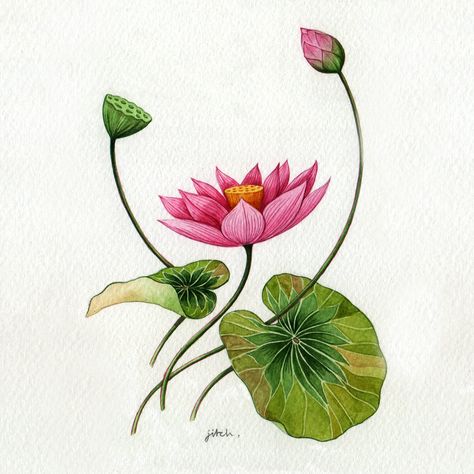 Botanical watercolours on Behance Pichwai Flowers, Pichwai Elements, Pichwai Prints, Watercolour Lotus, Pichwai Lotus, Lotus Illustration, Lotus Motif, Lotus Flower Painting, Indian Wedding Invitation Card Design