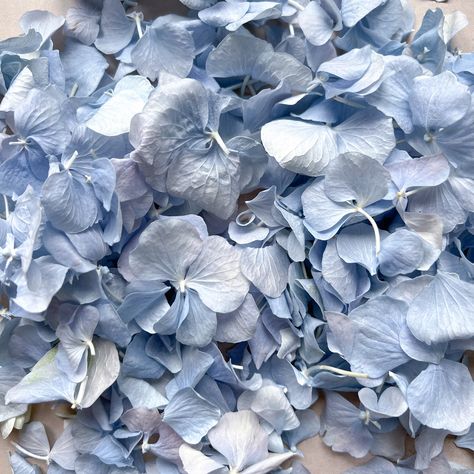 Dusty Blue Hydrangea Petal, Natural Real Flower Wedding Confetti - Etsy Dusty Blue Hydrangea, Flower Petals Wedding, Hydrangea Petals, Flower Pedals, Aisle Runners, Petal Confetti, Light Blue Flowers, Dried Rose Petals, Greek Wedding