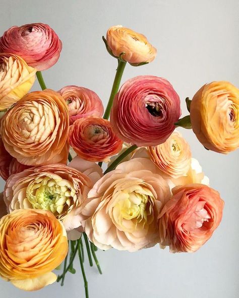 Peach Ranunculus, Orange Ranunculus, Ranunculus Bouquet, Garden Cactus, Flower Identification, Ranunculus Flowers, Fleur Orange, Cut Flower Garden, Roses Pink