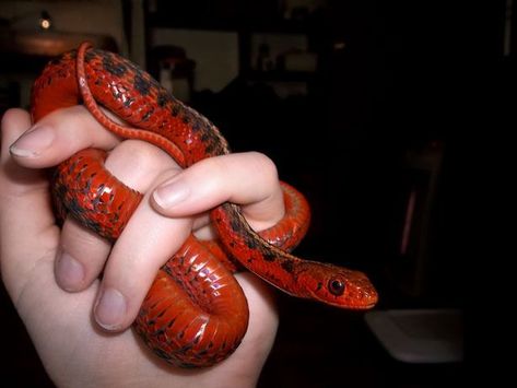 Snake Morphs, Dream Snake, Garter Snake, Colorful Snakes, North American Wildlife, Beautiful California, Corn Snake, Snake Lovers, Beautiful Snakes