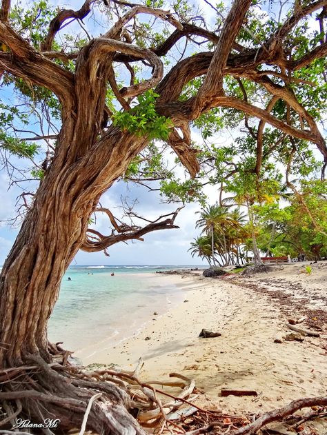 Marie-Galante, Guadeloupe Marie Galante, Photos People, Caribbean Beaches, Caribbean Sea, North America Travel, Caribbean Islands, Scenic Landscape, America Travel, Central America