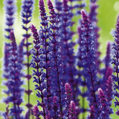 Salvia Plant, Garden Border Plants, Salvia Plants, Salvia Nemorosa, Dark Purple Flowers, Blue Plants, Border Plants, Flowers Purple, Flower Spike