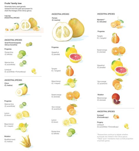 Citrus Fruit List, Fruit List, Unique Fruit, Citrus Fruits, Fruit Garden, Citrus Fruit, Culinary Arts, Fruits And Veggies, Om Nom