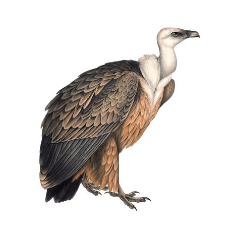 Griffon Vulture, Photo Clipart, Photo Images, Your Design, Hd Photos, Pet Birds, Habitat, Png Images, Design Projects