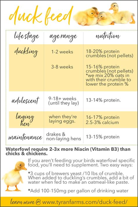 Where to Buy Organic Duck Feed (& Duckling Feed) - what we feed our flock to raise healthy ducks from duckling all the way through adulthood. #tyrantfarms #ducklings #duckfood #duckfeed #raisingducks Raising Baby Ducks, Diy Duck Coop, Duck Brooder, Duck Pens, Male Duck, Raising Turkeys, Duck Feed, Backyard Ducks, Duck Breeds