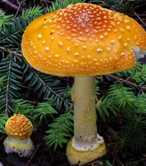 PlantSnap on Instagram: “𝗬𝗲𝗹𝗹𝗼𝘄 𝗽𝗮𝘁𝗰𝗵𝗲𝘀 ( 𝗔𝗺𝗮𝗻𝗶𝘁𝗮 𝗳𝗹𝗮𝘃𝗼𝗰𝗼𝗻𝗶𝗮 ) Amanita flavoconia, commonly known as yellow patches, yellow wart, orange amanita, yellow-dust…” Yellow Mushroom Aesthetic, Fungi Kingdom, Mushroom Guide, Yellow Mushroom, Orange Mushroom, Mushroom Plant, Mushroom Pictures, Amanita Muscaria, Woodland Flowers