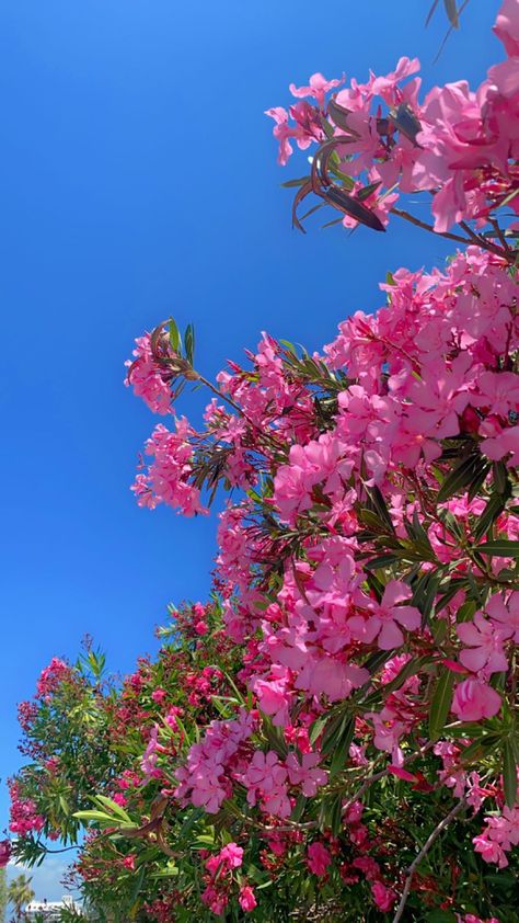 Bright Pink Flowers Aesthetic, Real Flower Wallpaper, Iphone Wallpaper Landscape, Vintage Flowers Wallpaper, Flower Wallpapers, Cute Laptop Wallpaper, Nothing But Flowers, Cute Flower Wallpapers, Flower Landscape