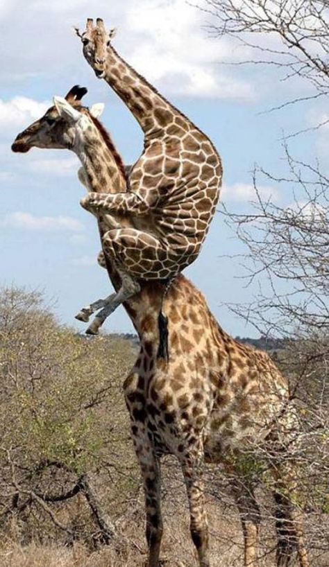 Turns out even stretching our necks doesn't help us see the future. Taking control of your finances is still the best way to weather future financial storms. www.HerDollars.com Animal Humour, Cute Animal Memes, Funny Animal Photos, Funny Dog Memes, Funny Animal Quotes, Baby Animals Pictures, A Giraffe, Funny Animal Jokes, 웃긴 사진