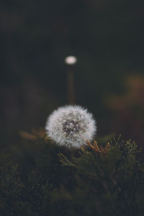 Fluffy Dandelion, Dandelion Pictures, Dandelion Wallpaper, Eagle Wallpaper, Best Photo Background, Wallpaper White, Dandelion Flower, Chalk Drawings, Screen Saver