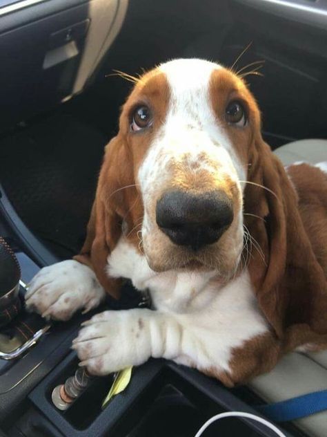 Basset Puppies, Basset Hound Puppy, Hound Puppies, Basset Hound Dog, Bassett Hound, Hound Dog, Cute Animal Photos, Hamsters, Basset Hound