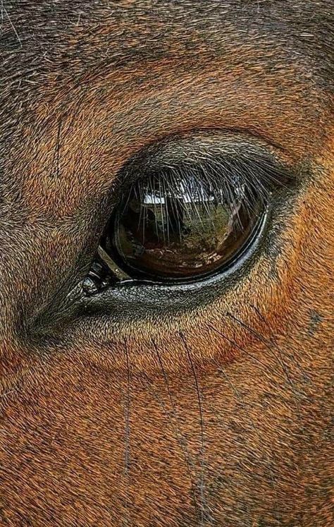 Horse Nose, Horse Senior Pictures, Horse Info, Horse Anatomy, Baby Farm Animals, Big Horses, Cute Animal Clipart, Most Beautiful Animals, Horses And Dogs