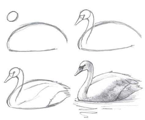 Sketch the Basic Shapes – Step by step drawing a simple swan Sketch the basic shapes of the head and body. Be conscious of their proportions and placement. Swan Drawing, Basic Sketching, Pencil Drawings For Beginners, Easy Drawings Sketches, Art Drawings Sketches Creative, Pencil Art Drawings, Hand Art Drawing, Drawings Simple, Drawing Lessons