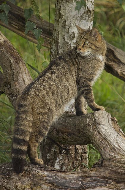 ☀BWC Scottosh Wild Cat - Showing off the distinctive Wild Cat tail. Also the symbol for the McGillivray Clan Small Wild Cats, Cat Tail, Airbrush Art, Cat Aesthetic, Domestic Cat, Tabby Cat, Warrior Cats, Pretty Cats, Beautiful Cats