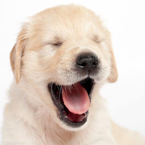 Puppy by Martin Hahn Golden Retriever Facts, Dog Yawning, Sleepy Animals, Magical Nature, Nature Tour, Yahoo Mail, Beautiful Dogs, Mans Best Friend, Cuteness Overload