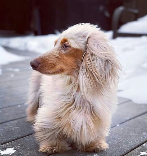 21 Dachshunds With The Most Beautiful Coat Patterns. The Last One… WOW. – The Paws Daschund Puppies, Dachshund Breed, Dachshund Funny, Dapple Dachshund, Long Haired Dachshund, Weenie Dogs, Dachshund Puppies, Dachshund Lovers, Irish Setter