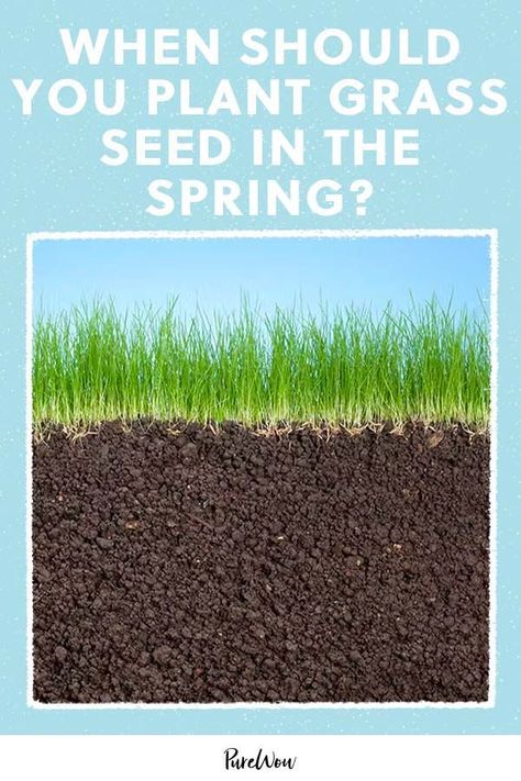 Determining when to plant grass seed in the spring depends on a few factors, from soil temperature to the type of grass you have. Here’s what to consider, so your lawn looks lusher than ever. Over Seeding Lawn Spring, When To Plant Grass Seed In Spring, How To Seed Grass Lawn, Best Time To Plant Grass Seed, How To Grow Grass From Seed, Planting Grass Seed In Spring, Grass Seed Tips How To Grow, Best Grass Seed Lawn, When To Plant Grass Seed