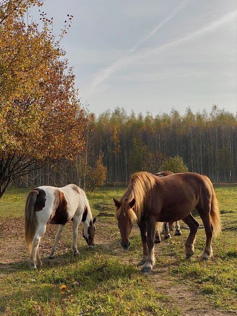 Cowboy Gunslinger, 2024 Resolutions, Maisie Core, Rescue Farm, Tis Autumn, Country Vibes, Cosy Autumn, Country Summer, Golden Life