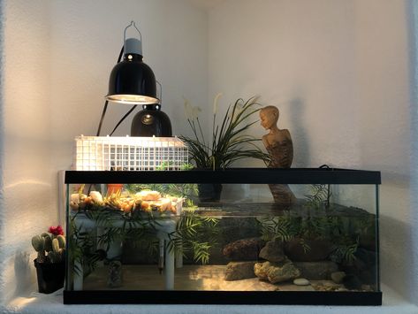 20 G long tank. DIY basking area, tile bottom, basking lamp hanging from ceiling with fishwire. Filter covered by the rocks in the corner. Baitiful place for my baby souther painted turtle to grow. Turtle Set Up Tanks, Painted Turtle Tank Ideas, Diy Basking Area Turtle Tanks, Painted Turtle Habitat, Turtle Tank Setup Ideas, Turtle Setup, Turtle Tank Ideas, Red Ear Turtle, Turtle Tank Setup