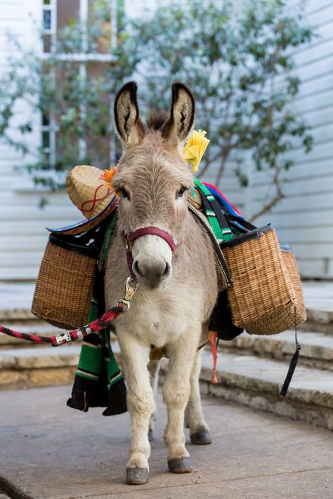 The couple had miniature donkeys with satchels of beer for their guests. “They were very adorable, and a huge hit,” says the bride. Donkey Drawing, Baby Donkey, Mini Donkey, Miniature Donkey, Cute Donkey, A Donkey, Jolie Photo, Sweet Animals, Animal Photo