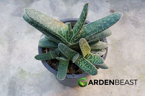 Gasteria Guide: How to Grow & Care for “Ox Tongue” Succulents Ox Tongue, Succulent Species, Desert Rose Plant, Adenium Obesum, Planting Roses, Liquid Fertilizer, Mother Plant, Desert Rose, Types Of Soil