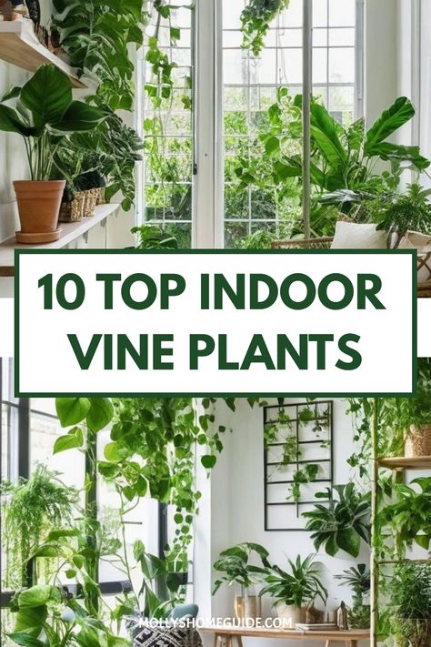 Looking to bring the outdoors in? Discover the best indoor climbing vines to add a touch of greenery to your space! From pothos climbing ideas to tropical vining plants, there are so many options to choose from. Whether you're looking for trellis ideas or attractive climbing plants for balconies and patios, indoor vines can elevate your décor. While indoor vining and climbing plants can be stunning, consider reasons why they may not always be the best choice for every space. Vining Plants Indoor Ideas, Pothos Climbing Ideas, Pothos Climbing, Trailing Plants Indoor, Indoor Vine Plants, Mandevilla Vine, Indoor Vines, Vining Plants, Vine Plants