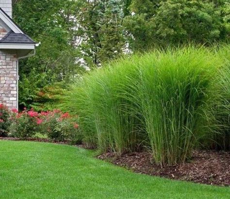 Gracillimus Miscanthus, Grass Garden Ideas, Miscanthus Gracillimus, Garden Grasses, Grass Garden, Ideas For Backyard, Grasses Landscaping, Grasses Garden, Homestead Survival