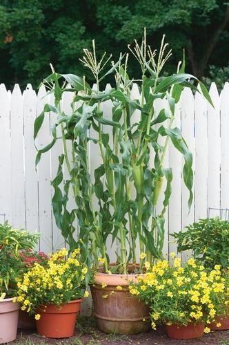 Secrets for planting and growing corn in your garden Corn In Garden, Growing Corn, Container Gardening Vegetables, Seasonal Garden, Small Space Gardening, Veggie Garden, Growing Food, Edible Garden, Farm Gardens