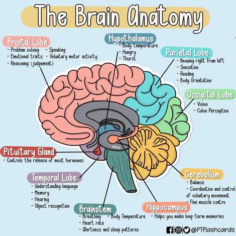 Functions Of The Brain, Brain Anatomy And Function, Med Notes, Nervous System Anatomy, Brain Diagram, Anatomy Flashcards, Learning Psychology, Basic Anatomy, Brain Based Learning