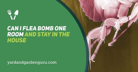 If there’s a flea issue at home, you can bomb them. However, you need to know the answer to, can I flea bomb one room and stay in the house. Flea Bomb, Flea Spray, Reduce Gas, Clean Desk, Respiratory Illness, Alternative Treatments, The House, Need To Know, At Home