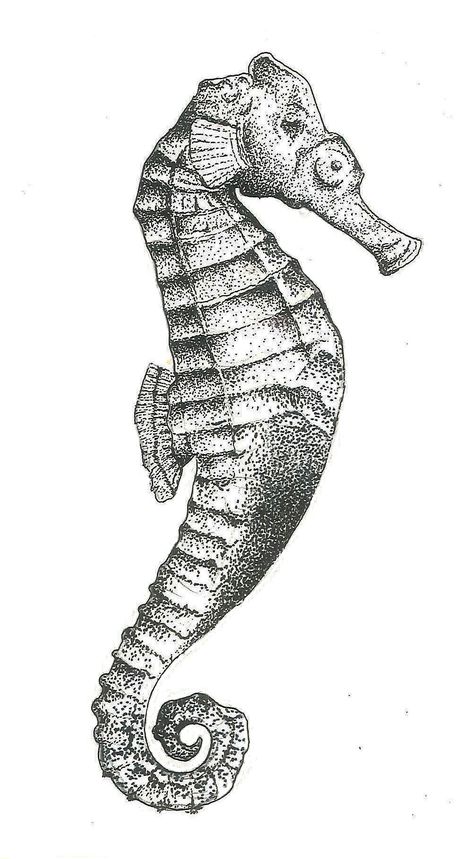 Seahorse Tattoo Design, Seahorse Tattoo Design Drawings, 2 Seahorses Tattoo, Sea Horse Tattoo Simple, Seahorse Outline Tattoo, Tattoo Ideas Seahorse, Seahorse Tattoo Black And White, Nautical Compass Tattoo, Seahorse Drawing