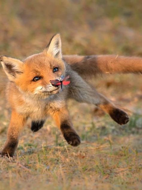 Fox Pups, Fox Pictures, Pet Fox, Pretty Animals, Fox Art, Silly Animals, Baby Fox, Cute Fox, Red Fox