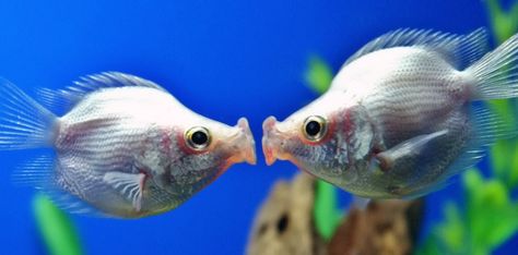 30 facts about tropical fish... Cute Animals Kissing, Animals Kissing, Underwater Creatures, Freshwater Fish, Animal Fashion, Love Is In The Air, Wonderful Day, Funny Animal Pictures, Tropical Fish