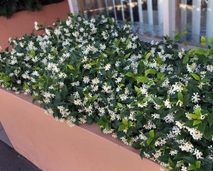 Jasmine Ground Cover, Planters Around Pool, Trachelospermum Jasminoides, Courtyard Gardens, Courtyard Gardens Design, Star Jasmine, Garden Inspo, Gardens Design, Formal Garden