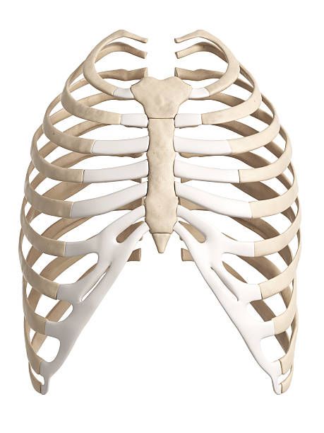 Thorax Anatomy Clay Rib Cage, Rib Illustration, Skeleton Corset Rib Cage, Spine Reference, Draw Feelings, Rib Cage Drawing, Rib Cage Anatomy, Skeleton Reference, Torso Anatomy