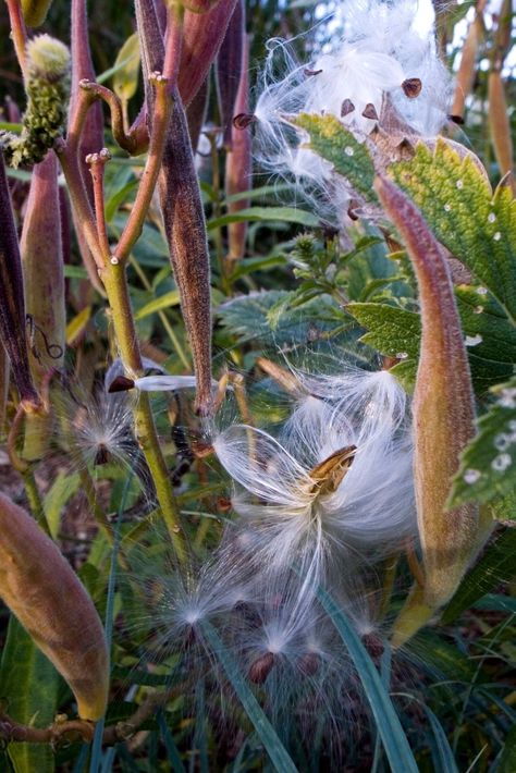 Milkweed Pods, Asclepias Incarnata, Naturalistic Garden, Nature Patterns, Seed Pod, Late Fall, The Curtain, Seed Pods, Patterns In Nature