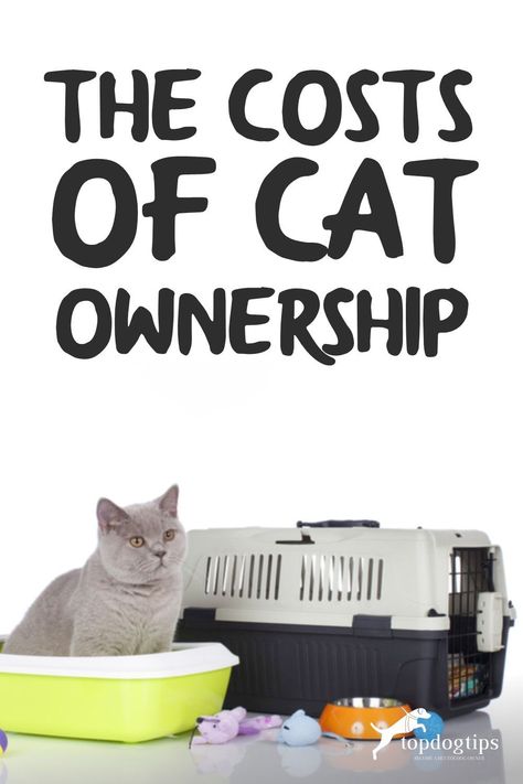 Cat Education, Adopting A Cat, Cat Ownership, Cats 101, Cat Hacks, Owning A Cat, Cat Owner, Kitty Kitty, Indoor Cat