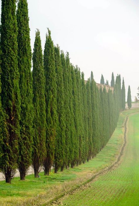 Green Giant Tree, Evergreen Trees For Privacy, Natural Privacy Fences, Trees For Privacy, Cyprus Trees, Italian Cypress Trees, Fence Trees, Thuja Green Giant, Emerald Green Arborvitae