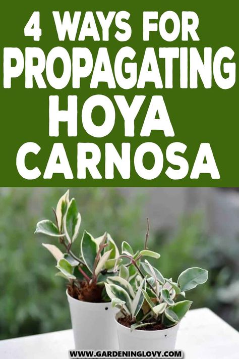 One can propagate hoya plants in many ways, from leaf cuttings and stems cuttings to planting seeds or the layering method. Hoya Carnosa, also known as wax plants, are popular houseplants featuring beautiful waxy leaves and colorful flowers. Wondering how to propagate this lovely plant? Read the 4 ways for propagating Hoya in this post. Propagate Hoya, Hoya Carnosa, Plant Cuttings, Propagating Plants, Planting Seeds, Growing Plants, Plant Life, Green Thumb, Plant Care