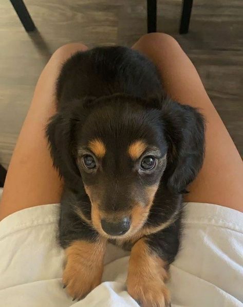 Wholesome Dog, Big Dogs Breeds, Biggest Dog In The World, Biggest Dog, Fake Relationship, Attitude Problem, Dogs Breeds, Super Cute Puppies, Dapple Dachshund