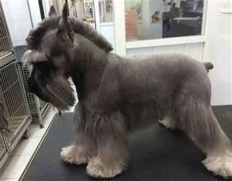 Schnauzer Cut Haircuts, Schnauzer Haircuts, Schnauzer Cut, Dog Grooming Diy, Schnauzer Grooming, Dog Grooming Styles, Mini Schnauzer Puppies, Creative Grooming, Dog Grooming Salons