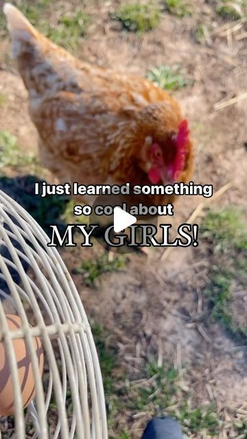 Nichole | Homesteading & Homemaking | Did you know this?! 🐓

I can’t believe I’ve had chickens for three years and I’m just now finding this out!

If your chickens have a bright... | Instagram Homestead Animals, Egg Laying, Just Now, An Egg, Slow Living, Chicken Coop, Coop, Bright Red, Something New