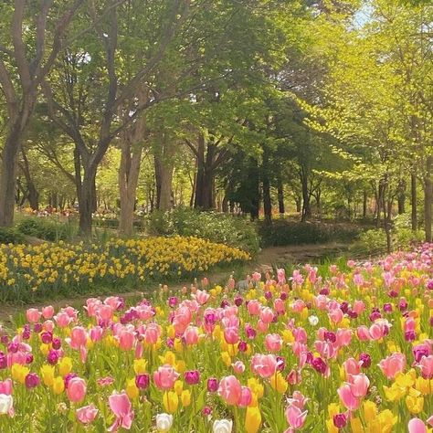 Wallpaper Estetika, Pink And Yellow Flowers, Tulip Fields, Nothing But Flowers, Pretty Landscapes, Flower Therapy, Arte Inspo, Spring Aesthetic, Alam Yang Indah