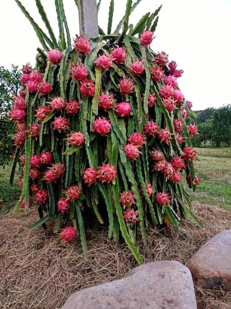 - Dragon fruit - Drawing Dragon Ball, Dragons Drawings, Dragons Tattoos, Grow Dragon Fruit, Dragon Draw, Dragons Drawing, Como Plantar Pitaya, Dragon Fruit Tree, Dragon Fruit Cactus