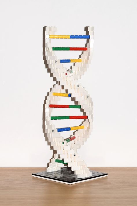 3d Dna Project, Dna Double Helix Model, Dna Model Project, Nitrogenous Base, Molecule Model, Dna Project, Dna Helix, Dna Model, Human Genome