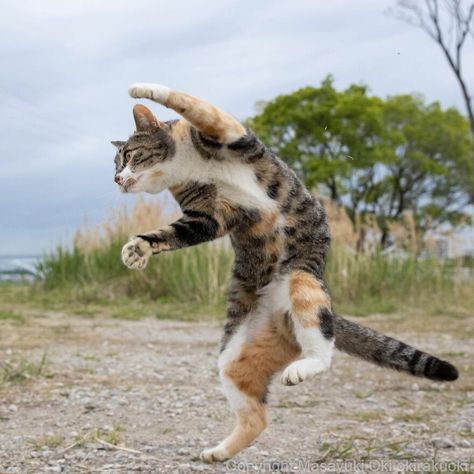 Photographer Continues To Photograph Cats On The Streets Proving That Cats Really Are The Kings Of The World (New Pics) Cat Anatomy, Funny Cat Photos, Cat Ideas, Cat Reference, Animal Study, Dancing Cat, Cat Pose, Cat Photography, Warrior Cat