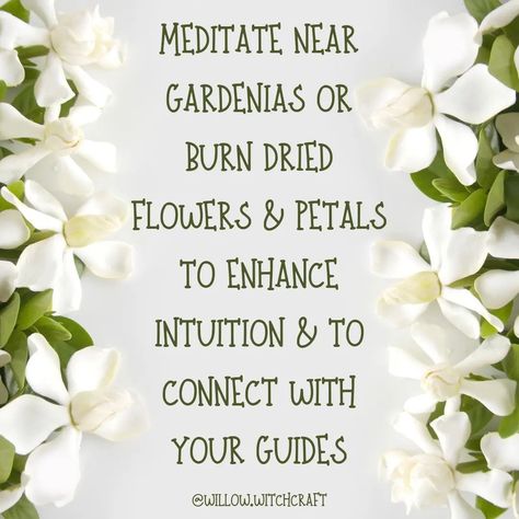 Gardenia Magickal Tip #topicoftheday #todaysposts #gardenia #gardeniamagick #gardeniamagickalproperties #magick #witchcraft #magickaltips #magickalproperties #flowermagick #themagickofflowers Gardenia Flower, Grimoire Book, Flowers Petals, Book Of Shadows, Dried Flowers, Beautiful Flowers, Flowers, Green, On Instagram