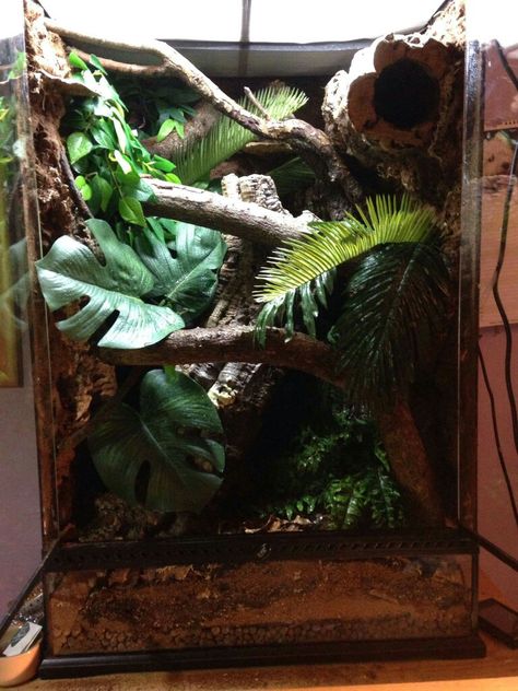 Leachie terrarium Leachianus Gecko Enclosure, Leachie Gecko Enclosure, Crested Gecko Terrarium Ideas, Leachie Gecko, Crested Gecko Vivarium, Crested Gecko Habitat, Gecko Vivarium, Terrariums Diy, Gecko Habitat