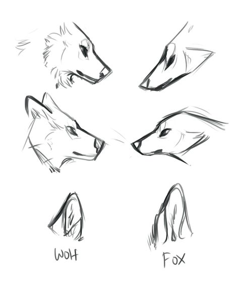 Wolf Sketch Pencil Easy, Wolf Ears Drawing, Draw Wolf, Ears Drawing, Draw Anatomy, Sketch Animals, Drawing Wolf, Dog Reference, Cute Wolf Drawings